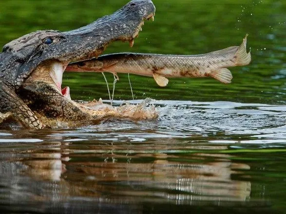 Нільські крокодили допомагатимуть українським прикордонникам
