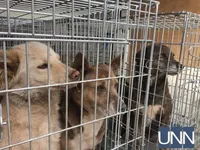 В Киеве появилась скорая помощь для бездомных животных