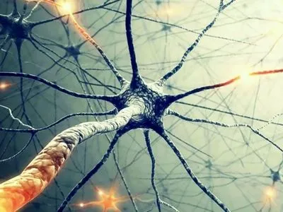 Мозок продовжує виробляти нервові клітини навіть у старості – дослідження