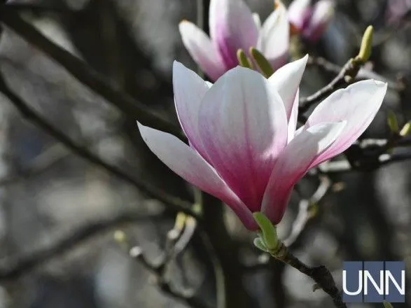 rozheviy-sezon-v-uzhgorodi-vslid-za-sakurami-rozkvitli-magnoliyi