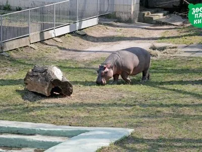 Киевский зоопарк показал, как растет бегемот Лили