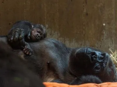 Перші поцілунки та обійми: у Вашингтоні показали ніжні кадри мами-горили та її малюка