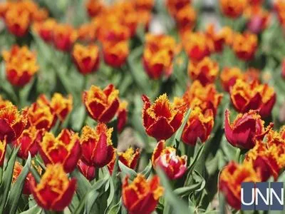 В Ужгороді розквітли понад 20 тисяч тюльпанів