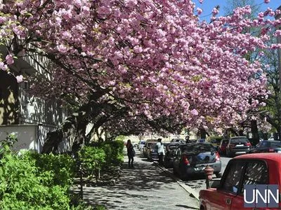 В Ужгороде массово цветут 100-летние сакуры