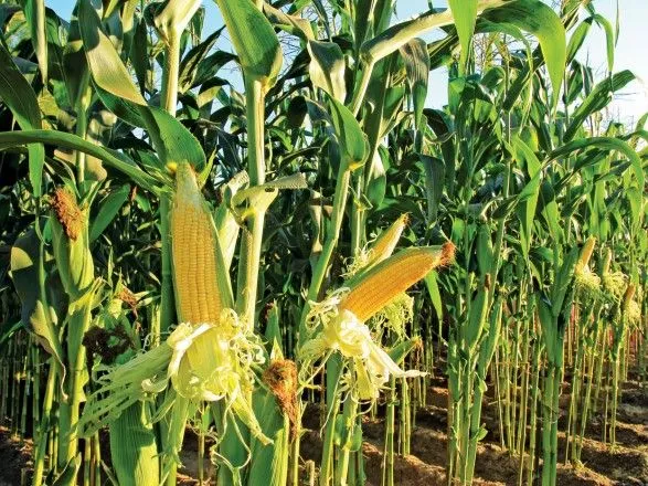 agrariyi-rozpochali-posiv-kukurudzi-na-zerno