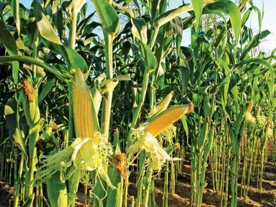 Аграрии начали сев кукурузы на зерно