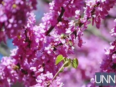 Нове поповнення квітучого Ужгорода: у місті розцвіло Іудине дерево