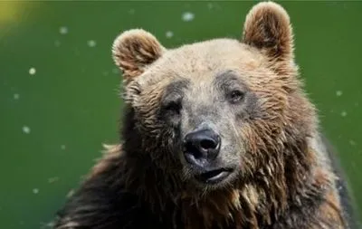 Биологи случайно убили редкого бурого медведя в Италии