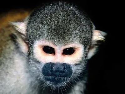 В николаевском зоопарке обнаружили обезьяну долгожителя