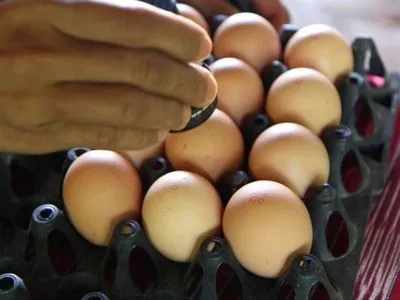 Золота курка: Україна стала лідером з експорту яєць та курячого м'яса в ЄС