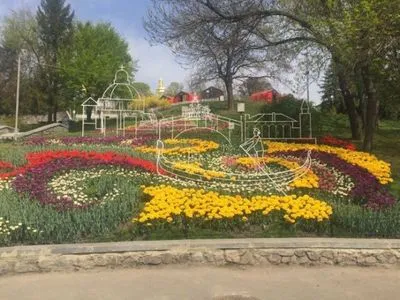 Выставка тюльпанов откроется завтра в Киеве
