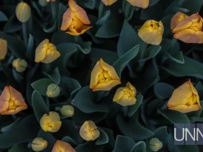 Цветущий Киев: тысячи тюльпанов распустились на Певческом поле