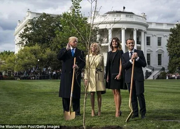 Зник "дуб дружби", посаджений Трампом і Макроном біля Білого дому