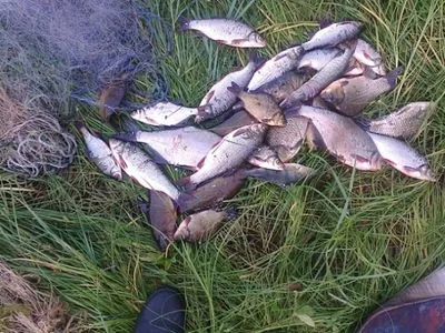 На Николаевщине браконьер наловил рыбы на почти 50 тыс. грн