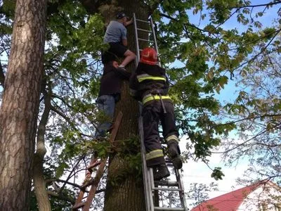 В Ровенской области мужчина пытался снять кота с дерева и застрял