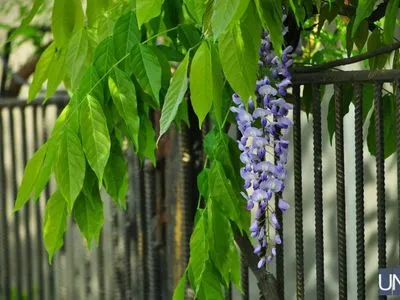 Метеликові ліани розквітли в Ужгороді