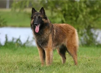 Столичным полицейским подарили четырех собак бельгийской овчарки Малинуа