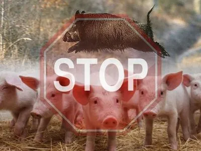 АЧС в Польше: фермеры требуют отмены сертификатов о здоровье животных