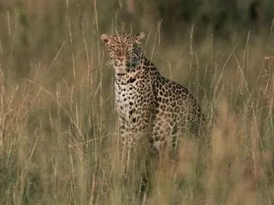 В Уганде леопард съел 3-летнего ребенка