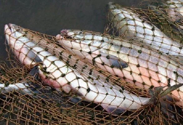 Браконьеры наловили более 400 кг рыбы у Запорожской АЭС