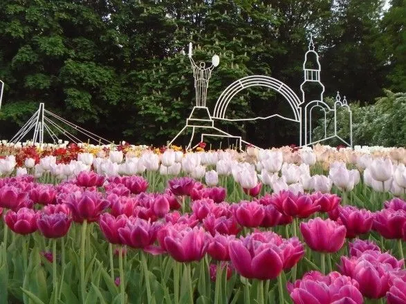 Через спеку відцвіли тюльпани на Співочому полі: виставка тепер безкоштовна