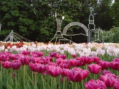 Через спеку відцвіли тюльпани на Співочому полі: виставка тепер безкоштовна
