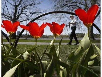У столиці Канади розпочався фестиваль тюльпанів