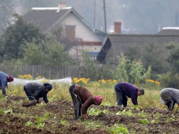 Копание картошки: НБУ выпустит монету, посвященную украинским огородникам
