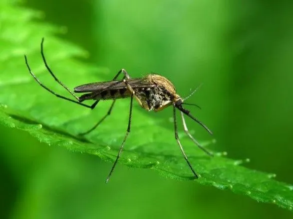 Лікарі розповіли, як вберегтись від укусів комарів