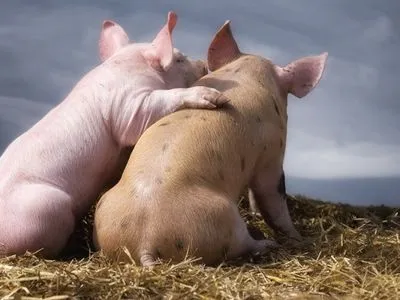 АЧС: Украина запретила ввоз свинины из Венгрии