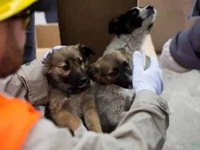 С ЧАЭС в США вывезут около 200 бездомных щенков