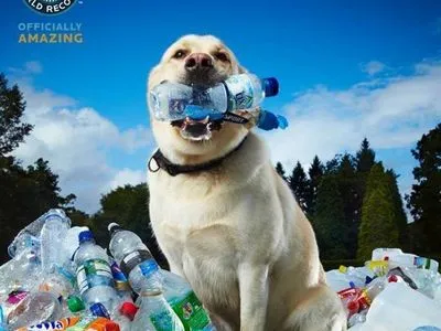 Рекорд: лабрадор за шість років назбирав 26 тисяч пластикових пляшок