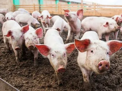 В Украине исчезают животноводческие предприятия - АЖУ