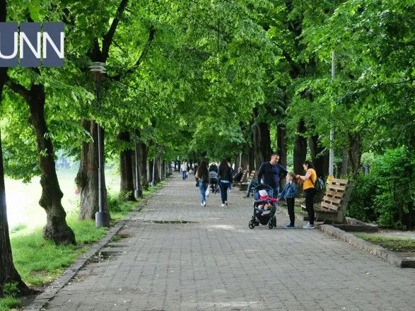 Самая длинная липовая аллея Европы расцвела в Ужгороде, не дождавшись июля