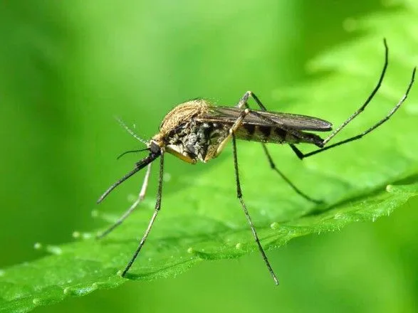 В России более 40 человек обратились к медикам после укусов комаров