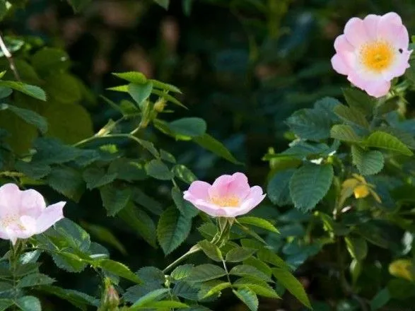 В Германии расцвела "тысячелетняя" роза