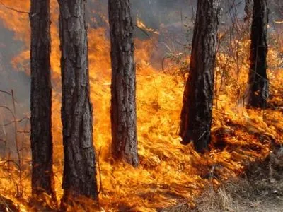 В Херсонской области уже несколько часов горит 20 га леса