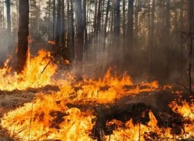 В Николаевской области горело лесное урочище