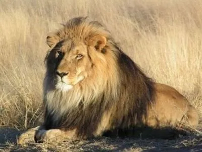 У міні-зоопарку на Тернопільщині лев травмував підлітка