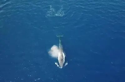 Синій кит вперше заплив в Червоне море