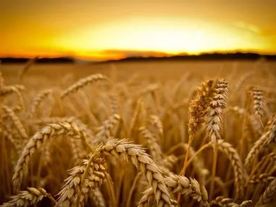 Украинский урожай зерна составляет 45-50 млн тонн в год