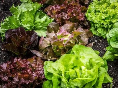 У США п'ятеро людей померли від отруєння салатом