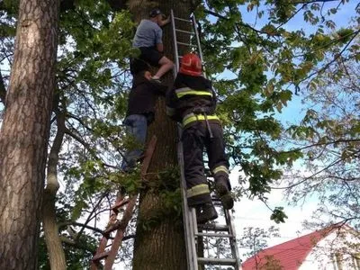 Во Львове спасатели снимали с дерева подростка с мячом