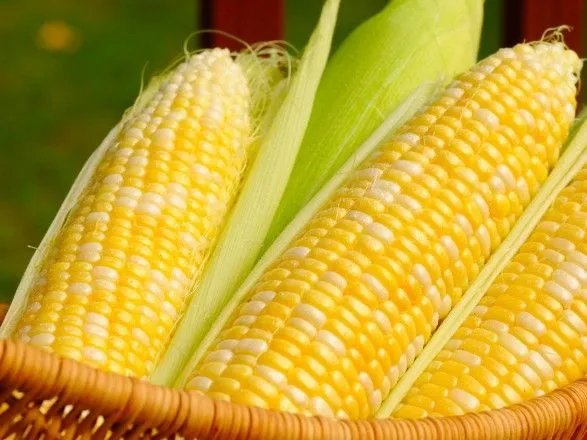 Аграрії майже завершили посів кукурудзи на зерно