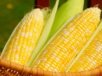 Аграрии почти завершили посев кукурузы на зерно