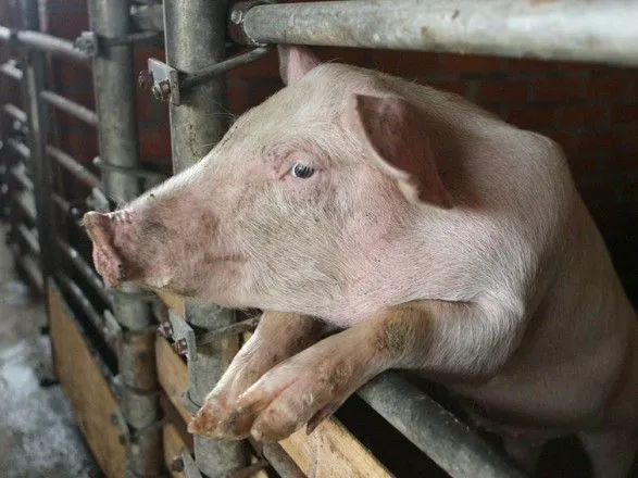 АЧС: з початку року селяни отримали лише 25% компенсацій за знищених свиней