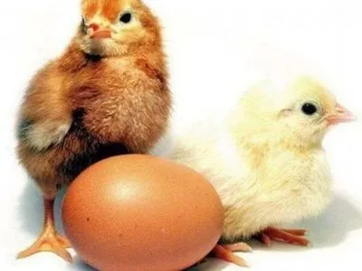 У Грузії з викинутих на звалище яєць вилупилися курчата
