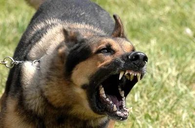 У передмісті Харкова собаки напали на чоловіка