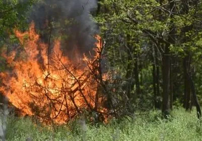 В Киеве горит 3 га лесопарковой зоны