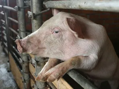 АЧС: с 2012 года владельцы свиноферм получили всего 1,1% компенсаций